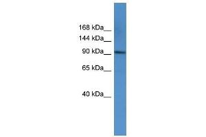 AP2A1 antibody used at 0. (alpha Adaptin antibody  (C-Term))