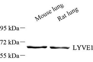 Western blot analysis of LYVE1 (ABIN7074522),at dilution of 1: 1000 (LYVE1 antibody)