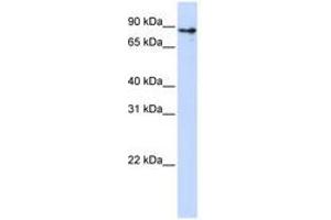 Image no. 1 for anti-Kelch-Like 1 (KLHL1) (C-Term) antibody (ABIN6740605) (KLHL1 antibody  (C-Term))