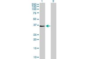Western Blot analysis of AGPAT4 expression in transfected 293T cell line by AGPAT4 MaxPab polyclonal antibody.
