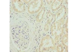 Immunohistochemistry of paraffin-embedded human kidney tissue using ABIN7175594 at dilution of 1:100