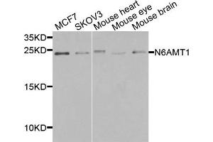 Western blot analysis of extracts of various cells, using N6AMT1 antibody. (N6AMT1 antibody)