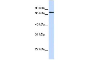 HS2ST1 antibody used at 1 ug/ml to detect target protein. (HS2ST1 antibody  (N-Term))