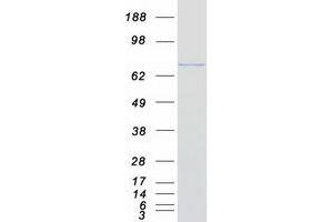 Western Blotting (WB) image for Ral Guanine Nucleotide Dissociation Stimulator-Like 2 (RGL2) protein (Myc-DYKDDDDK Tag) (ABIN2730803)