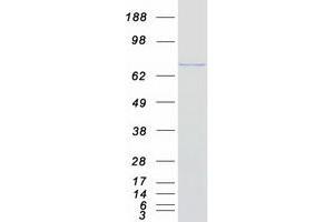 Validation with Western Blot (RGL2 Protein (Myc-DYKDDDDK Tag))