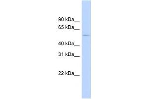 WB Suggested Anti-HTR2B Antibody Titration:  0.