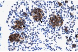 Human Pancreas (ZNF182 antibody  (Middle Region))
