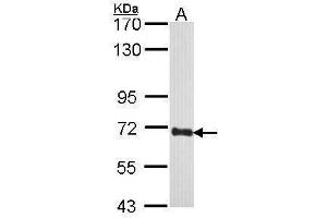 WB Image Sample (30 ug of whole cell lysate) A: H1299 5% SDS PAGE  diluted at 1:1000 (COBRA1 antibody  (Center))