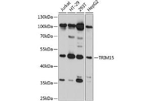 Western blot analysis of extracts of various cell lines, using TRIM15 antibody (ABIN6132733, ABIN6149504, ABIN6149505 and ABIN6215428) at 1:3000 dilution. (TRIM15 antibody  (AA 1-330))