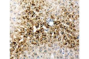 IHC-F testing of rat liver tissue (ONECUT1 antibody  (N-Term))