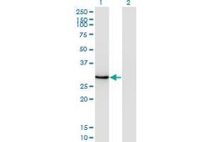 DLX1 antibody  (AA 181-254)