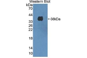 Figure. (HMGCL antibody  (AA 1-325))