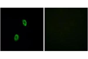 Immunofluorescence analysis of HuvEc cells, using OR1D2 Antibody. (OR1D2 antibody  (AA 201-250))