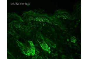 Immunohistochemistry analysis using Mouse Anti-Hsp60 Monoclonal Antibody, Clone LK-1 . (HSPD1 antibody  (Atto 390))