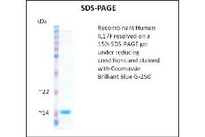 SDS-PAGE (SDS) image for Interleukin 17F (IL17F) (Active) protein (ABIN5509782) (IL17F Protein)