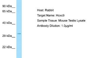 WB Suggested Anti-Hoxc9 Antibody   Titration: 1. (HOXC9 antibody  (C-Term))