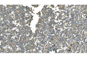 IHC analysis of Carbonic Anhydrase 13/CA13 using anti-Carbonic Anhydrase 13/CA13 antibody (ABIN7603164). (CA13 antibody  (N-Term))