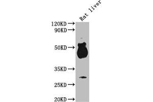 Western Blot Positive WB detected in: Rat liver tissue All lanes: Avpr1b antibody at 1:2000 Secondary Goat polyclonal to rabbit IgG at 1/50000 dilution Predicted band size: 48 kDa Observed band size: 48 kDa (AVPR1B antibody  (AA 224-284))