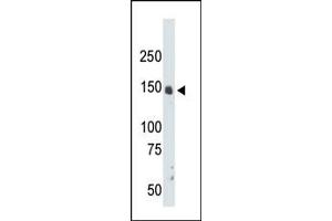 The anti-CRK7 Pab (ABIN391769 and ABIN2841631) is used in Western blot to detect CRK7 in mouse liver tissue lysate. (CDK12 antibody  (N-Term))