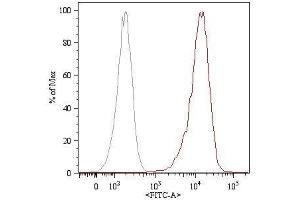 Surface staining (flow cytometry) of HUVEC (human umbilical vein endothelial cells) with anti-human CD105 (MEM-226) FITC. (Endoglin antibody)