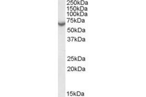 ABIN238568 (0. (STS antibody  (Internal Region))