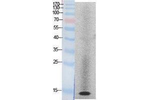 Western Blotting (WB) image for anti-Histone H2A (Internal Region) antibody (ABIN3178516) (Histone H2A antibody  (Internal Region))