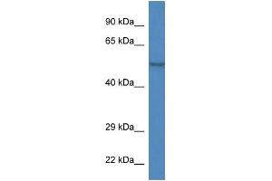 WB Suggested Anti-Zfp161 Antibody   Titration: 1. (ZBTB14/ZFP161 antibody  (Middle Region))