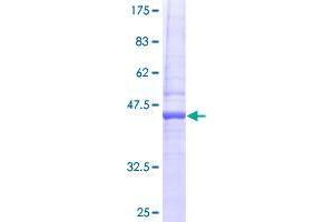 RTKN2 Protein (AA 1-163) (GST tag)