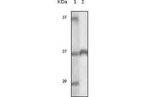 Western Blotting (WB) image for anti-TYRO3 Protein Tyrosine Kinase (TYRO3) (truncated) antibody (ABIN2464119) (TYRO3 antibody  (truncated))