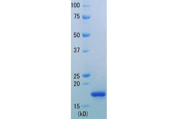 RNASEH Protein