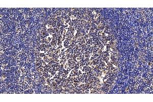 Detection of PCPE2 in Porcine Lymph node Tissue using Polyclonal Antibody to Procollagen C Proteinase Enhancer 2 (PCPE2)