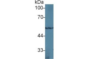 Western blot analysis of Rat Heart lysate, using Mouse PPARg Antibody (1 µg/ml) and HRP-conjugated Goat Anti-Rabbit antibody (