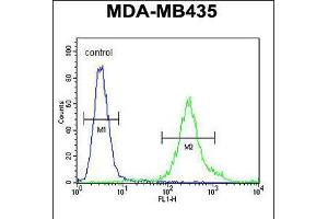 Flow cytometric analysis of MDA-MB435 cells (right histogram) compared to a negative control cell (left histogram). (FBXL2 antibody  (C-Term))