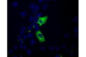 Anti-MIOX mouse monoclonal antibody (ABIN2453304) immunofluorescent staining of COS7 cells transiently transfected by pCMV6-ENTRY MIOX (RC210070). (MIOX antibody)