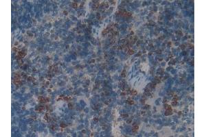 IHC-P analysis of Rat Spleen Tissue, with DAB staining. (Myeloperoxidase antibody  (AA 134-263))