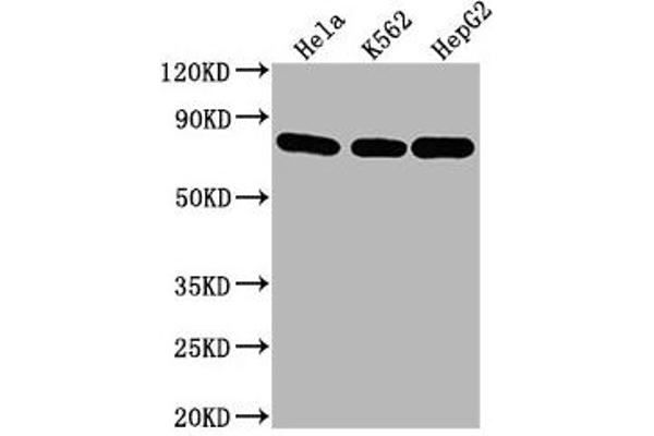 Hsc70 Antikörper  (AA 2-646)