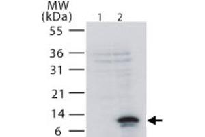 Western blot analysis of TNFRSF12A in 293 cells. (TNFRSF12A antibody  (AA 104-118))