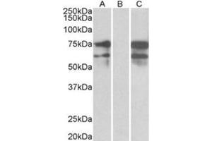 HEK293 lysate (10 µg protein in RIPA buffer) overexpressing Human NRXN1 with DYKDDDDK tag probed with ABIN783000 (0.