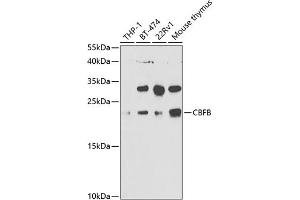 Western blot analysis of extracts of various cell lines, using CBFB antibody (ABIN6130041, ABIN6138000, ABIN6138001 and ABIN6220926) at 1:1000 dilution.