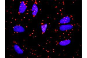 Proximity Ligation Analysis of protein-protein interactions between APOA1 and FGA. (FGA antibody  (AA 1-218))
