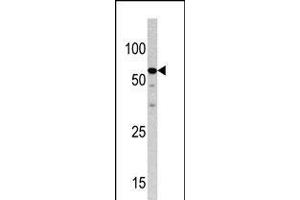 Western blot analysis of anti-NCAPH2 Pab in HepG2 cell line lysate (35ug/lane). (NCAPH2 antibody  (N-Term))