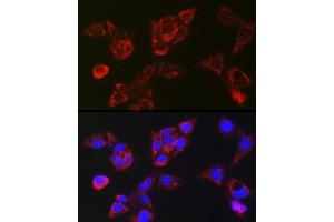 Immunofluorescence analysis of HepG2 cells using LBP Rabbit pAb (ABIN7268285) at dilution of 1:250 (40x lens). (LBP antibody)
