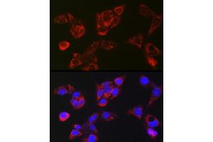 Immunofluorescence analysis of HepG2 cells using LBP Rabbit pAb (ABIN7268285) at dilution of 1:250 (40x lens).