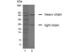 SDS-PAGE analysis of purified YD-9H8 monoclonal antibody. (Claudin 6/9 antibody)