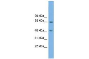 Image no. 1 for anti-Pleckstrin Homology Domain Containing, Family O Member 1 (PLEKHO1) (N-Term) antibody (ABIN6744838) (PLEKHO1 antibody  (N-Term))