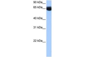 Western Blotting (WB) image for anti-NOP2/Sun Domain Family, Member 6 (NSUN6) antibody (ABIN2462358) (NSUN6 antibody)