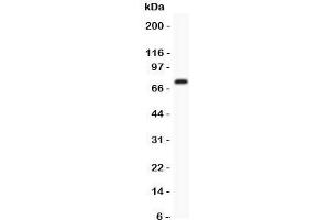 Western blot testing of Kv4. (KCND3 antibody  (AA 1-177))