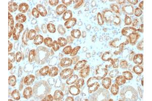 Formalin-fixed, paraffin-embedded human Kidney stained with Occludin Mouse Monoclonal Antibody (OCLN/2183). (Occludin antibody  (AA 282-415))