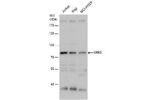 WB Image GRK2 antibody detects GRK2 protein by western blot analysis. (GRK2 antibody  (C-Term))