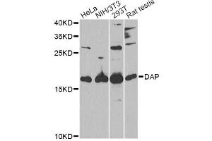 Western blot analysis of extracts of various cell lines, using DAP Antibody (ABIN5973626) at 1/1000 dilution.